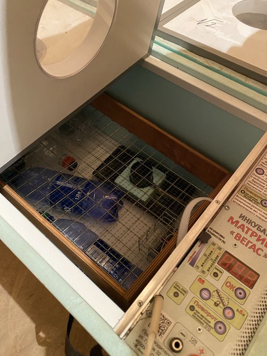 Инкубатор для яиц МАТРИЦА ВЕГАС