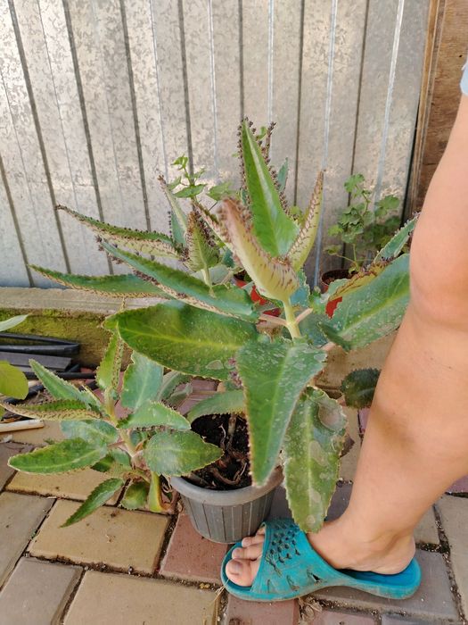 Алоэ и лечебный каланхоэ