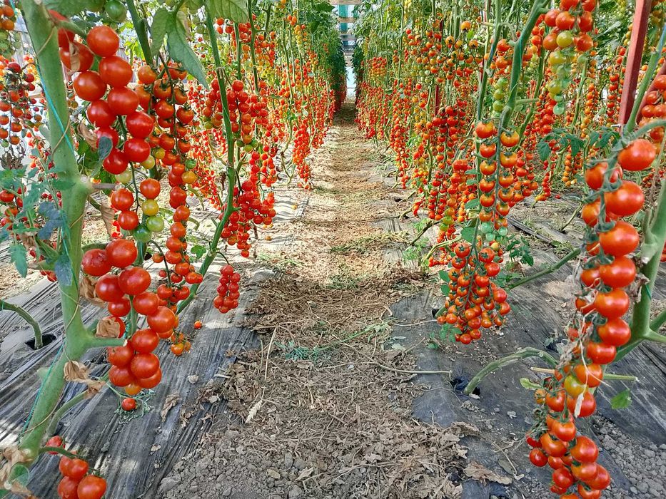 Roșii chery de vanzare producție proprie