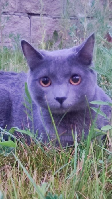 Отдам серого котика