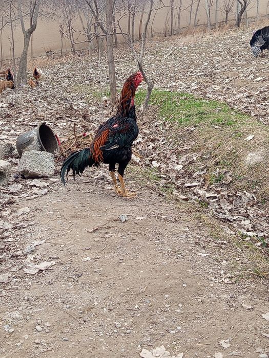 Xuroz sotiladi sogʻligi hamma narsaga garantiya 1 kuz xuroz