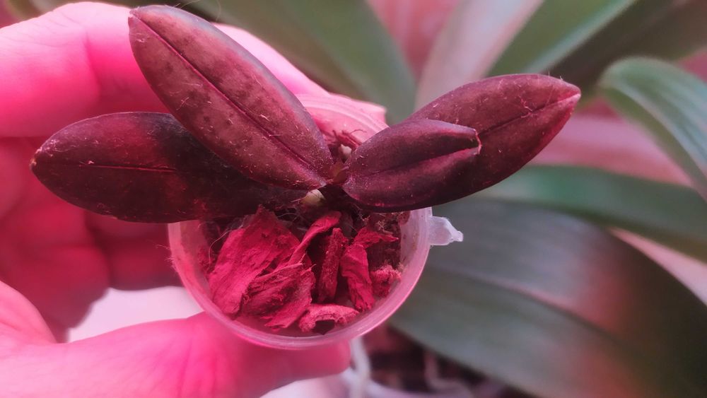 Стеллаж для выращивания цветов.