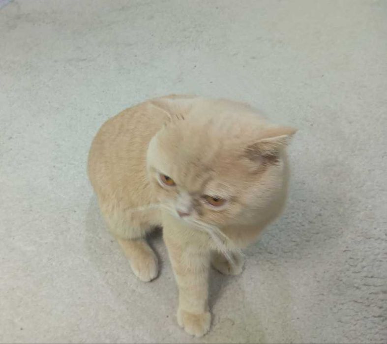 Срочно !!! ШОТЛАНДСКАЯ  ВИСЛОУХАЯ [кот] продается