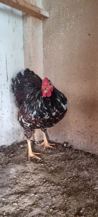 Wyandotte pitic Brahma pitic