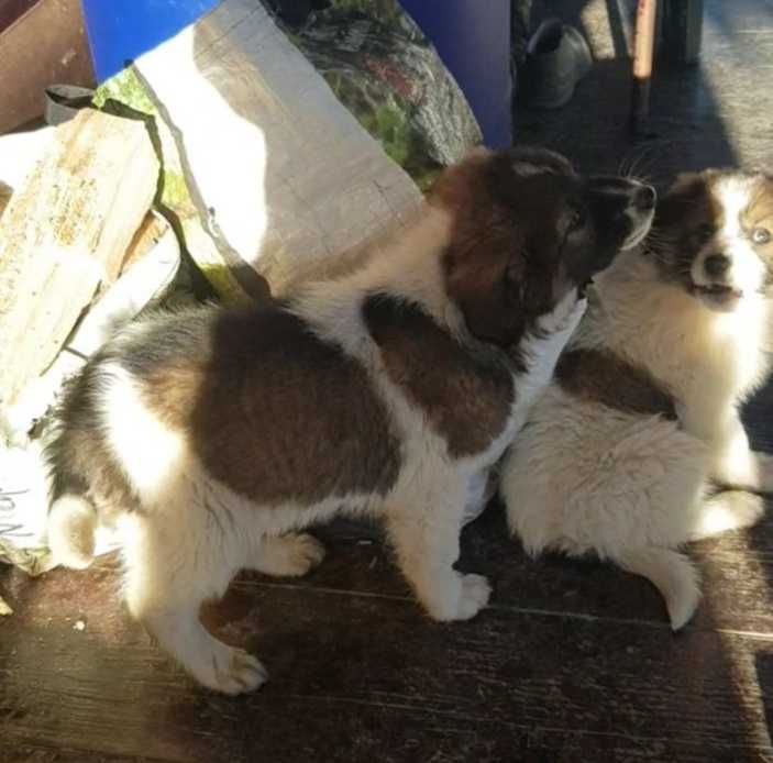 Donez 5 caței și 2 cațelușe de rasă metis ciobănesc