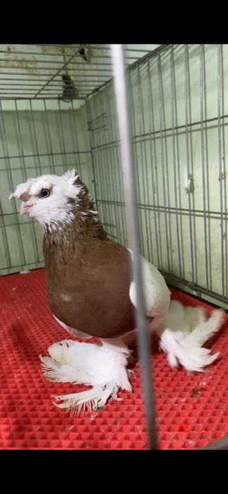 Продаеться капкан самец