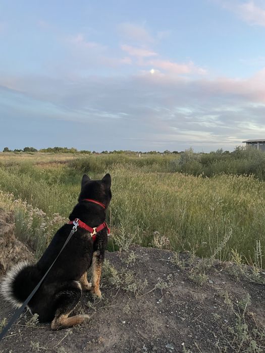 Кабель Сиба Ину для вязки