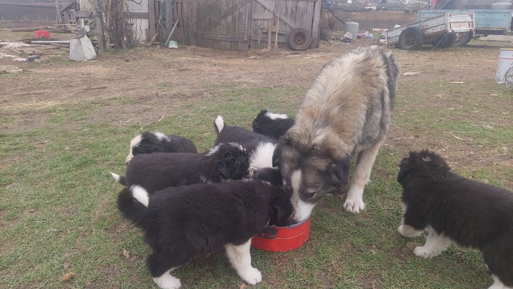 Vând miei ciobănești carpatini 490 lei