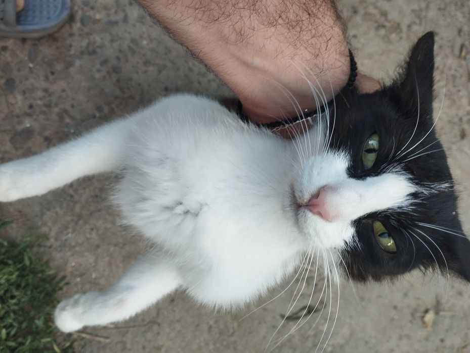 Dau motan înspre adopție,6 luni,se face rasă mare