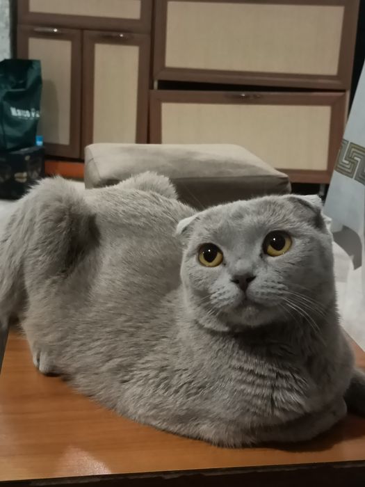 Шотландская вислоухая