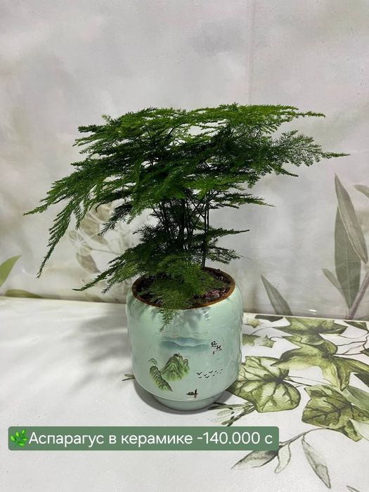 Эпипремнум золотистый,