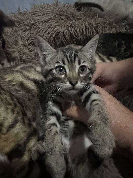 Продам бенгальских котят