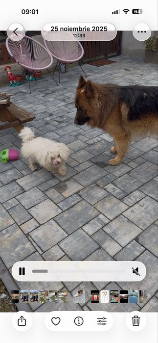 Ciobanesc german si bichon