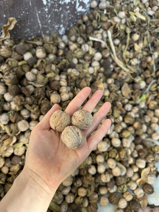 Продам грецкие орехи
