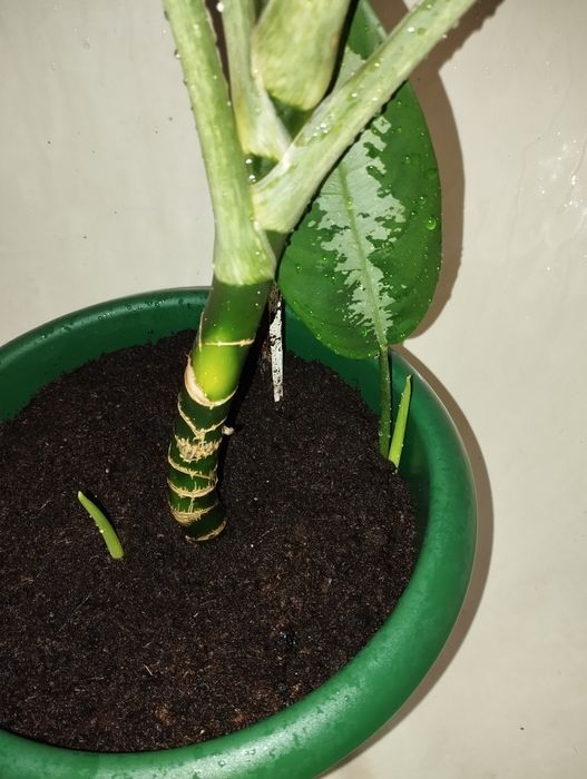 Продам цветок Аглаонема