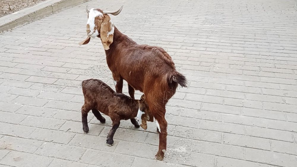 Коза ешкі коза ешкі