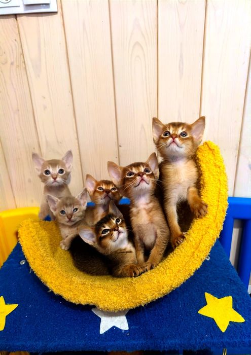 Абиссинские шикарные котята