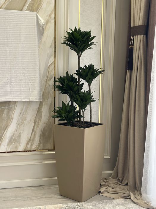 Оптом ва донага хонаки гуллар тувакда офис учун