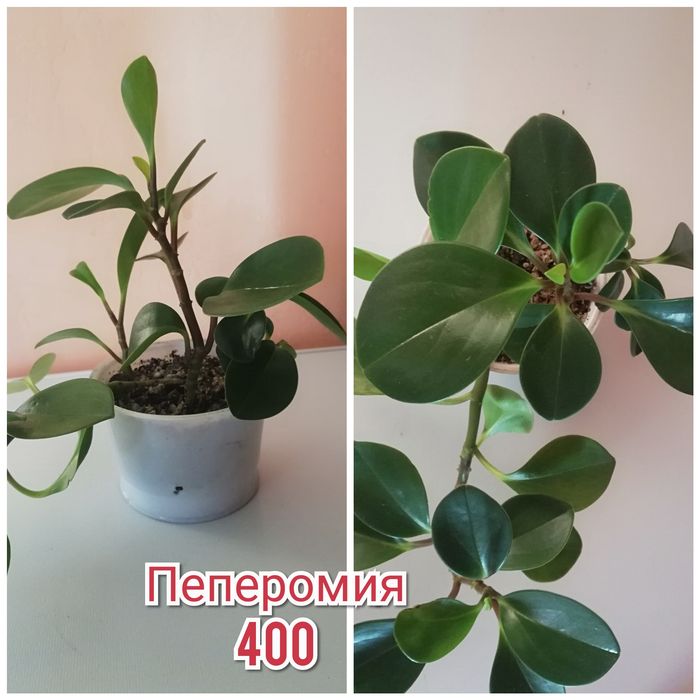 Излишки комнатных растений