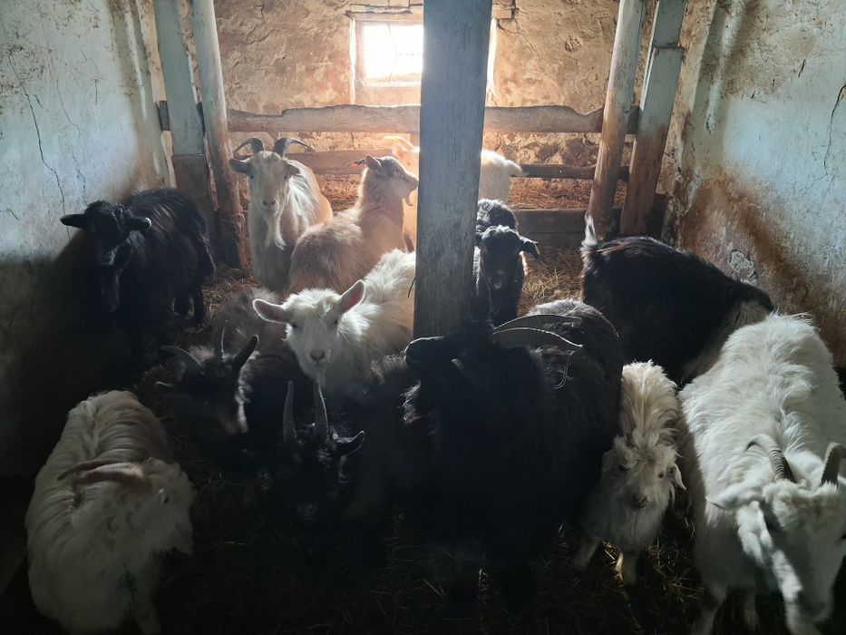 Продам коз, козлят