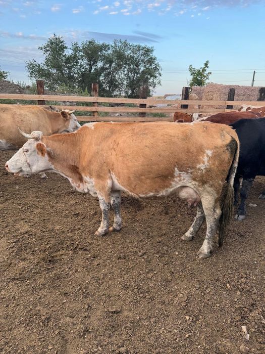 Корова мясной  порода