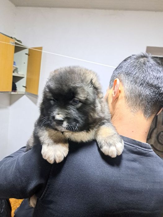 Щенки кавказской овчарки