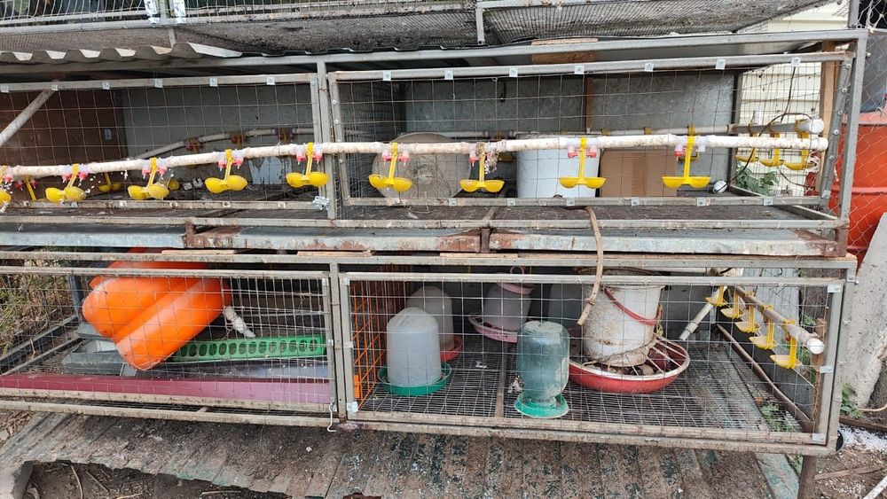 Клетки для курей