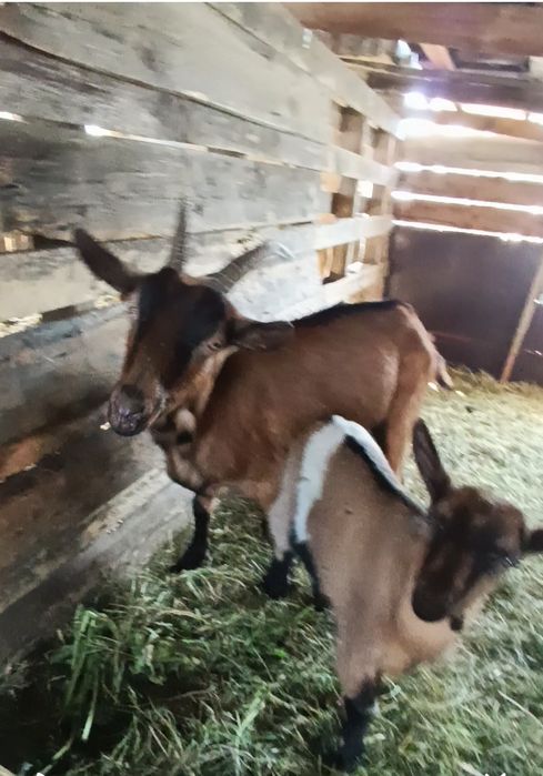 Vând 2 alpine  la prima fătare