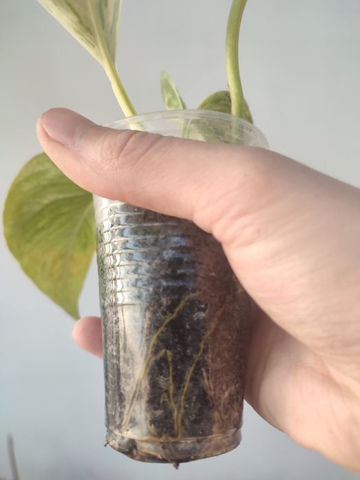 Сциндапсус марбл квин