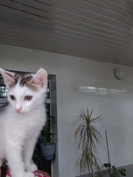 Отдам котика в добрые руки