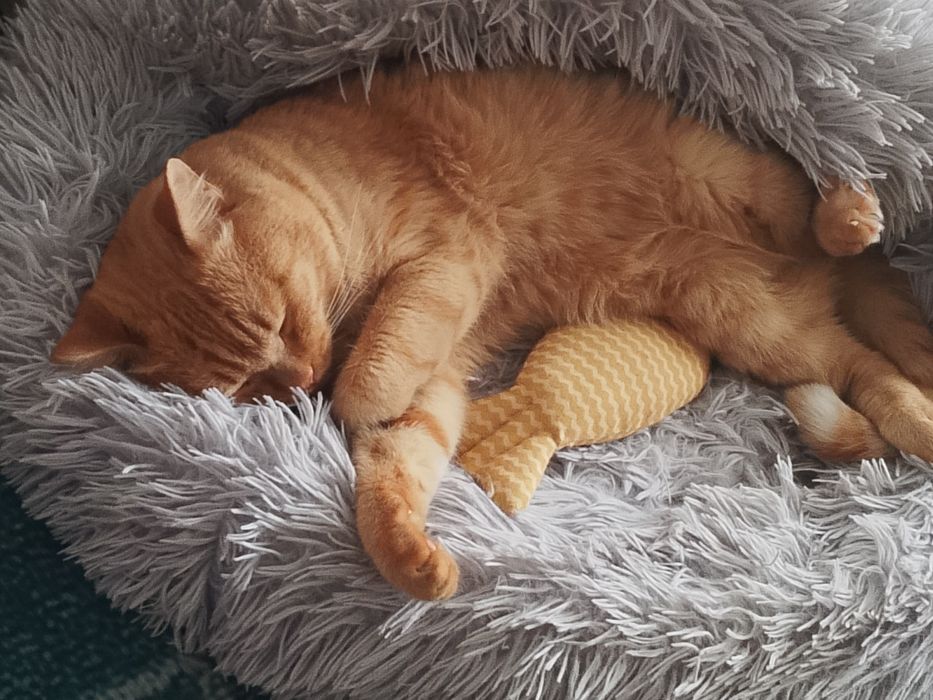 Отдам кота в добрые руки