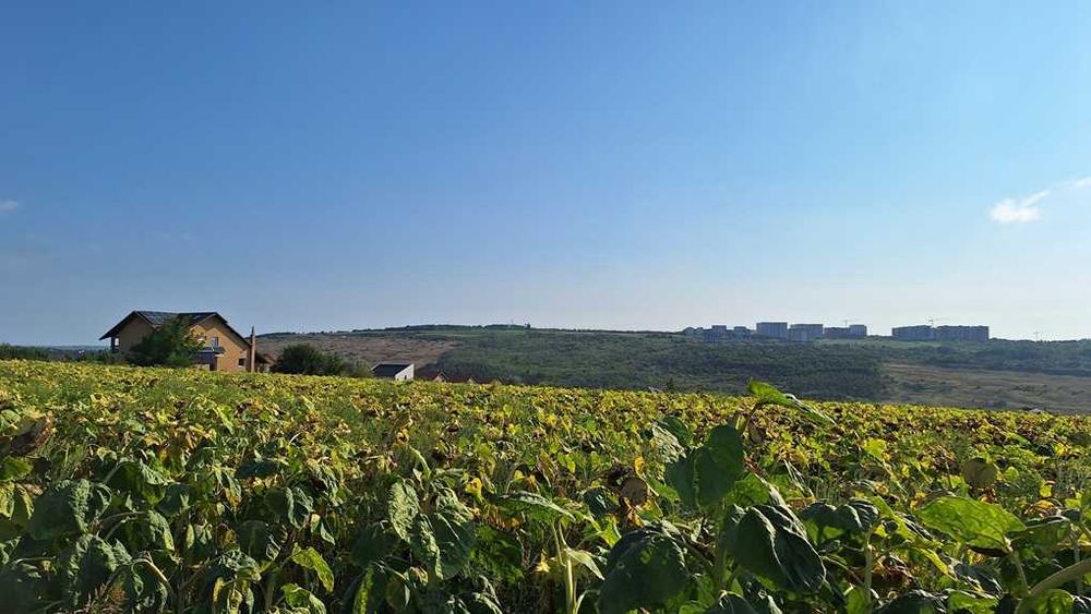 Vand teren intravilan, 5000 mp, Iasi, Rediu, Podisul Beldiman