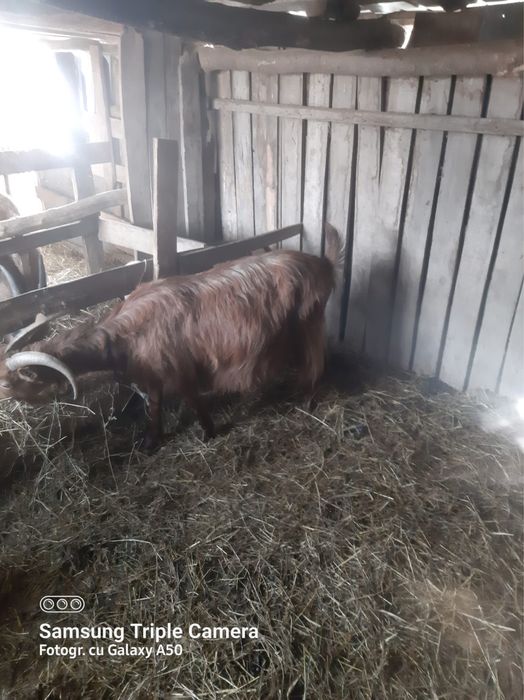 Vand capra gestanta    .