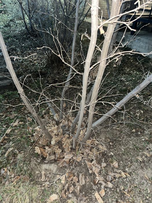 фундук саженец.