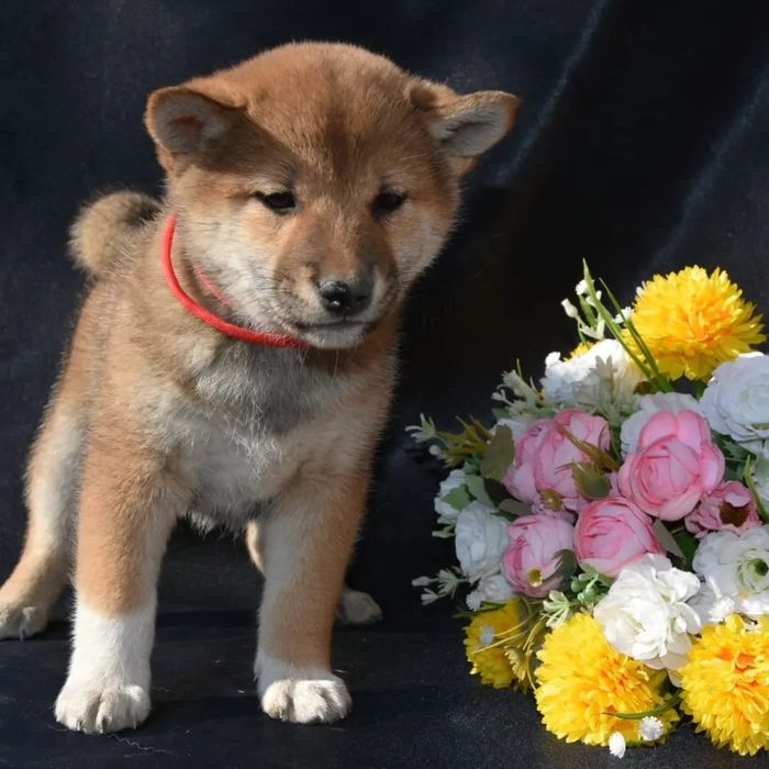 Щенки Сиба ину с документами