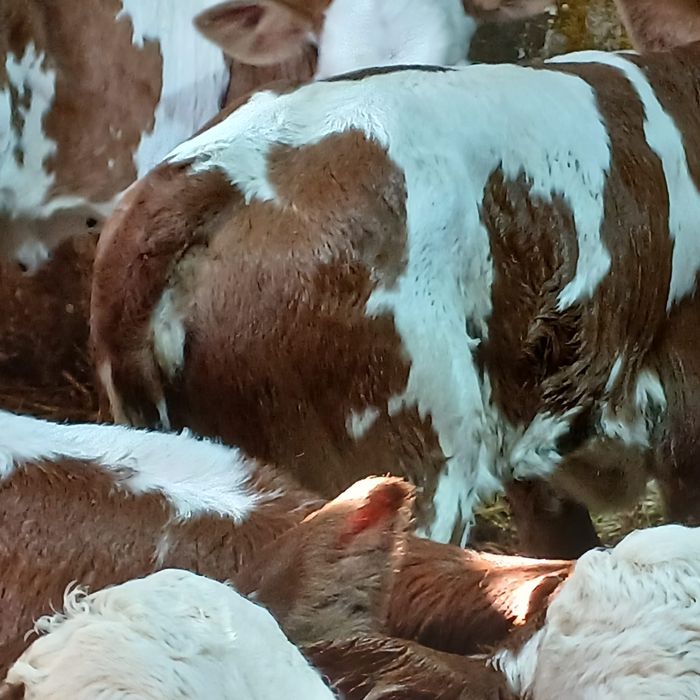 Taurasi  și vitele baltati