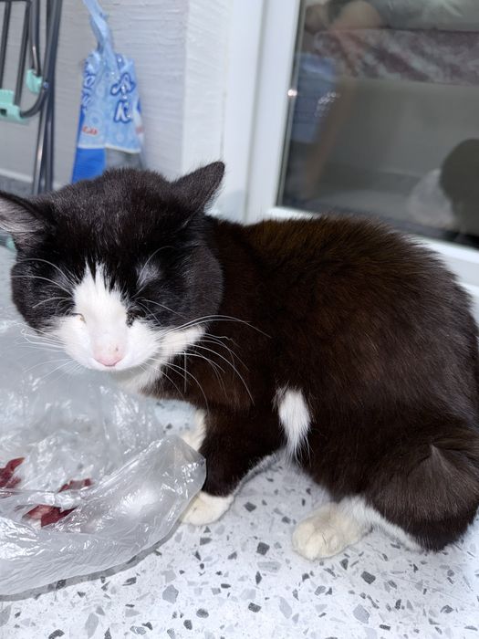 Отдам в добрые руки кошку