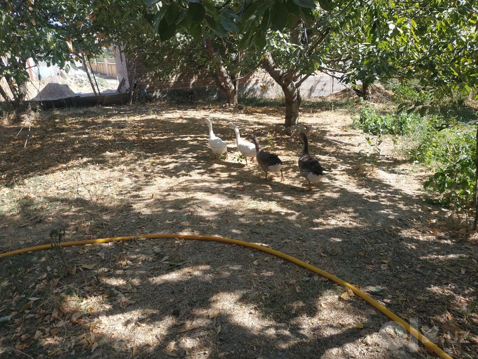 Zottor gozlar sotiladi