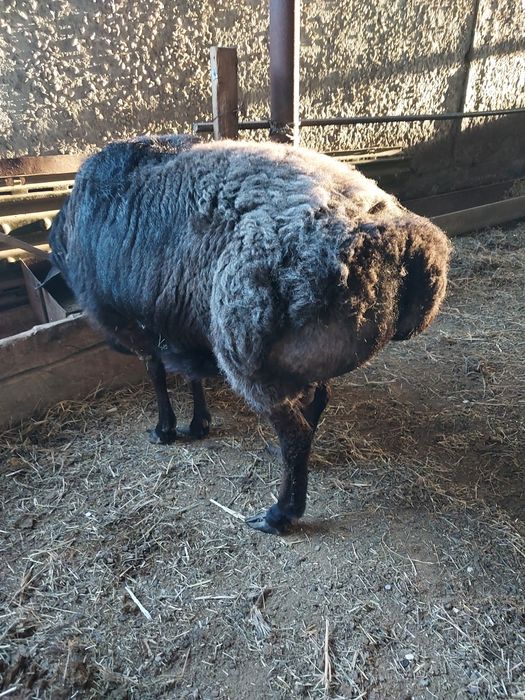 Яйца индоутки цесарки Другое