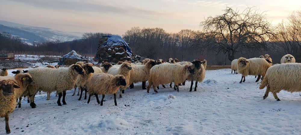 Oi de vânzare care sunteți interesați totul se vede la fața locului