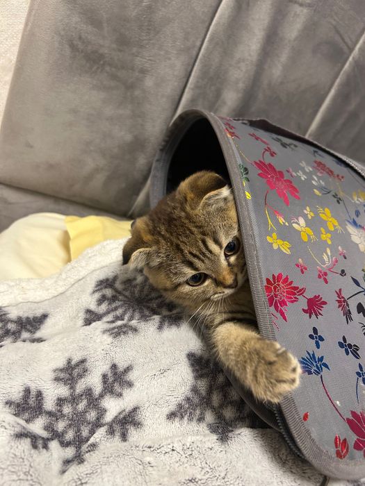 котенок шотландский