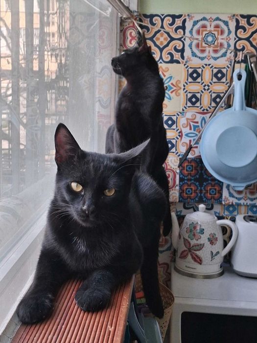 Две братчета на 7 м. търсят любящ дом