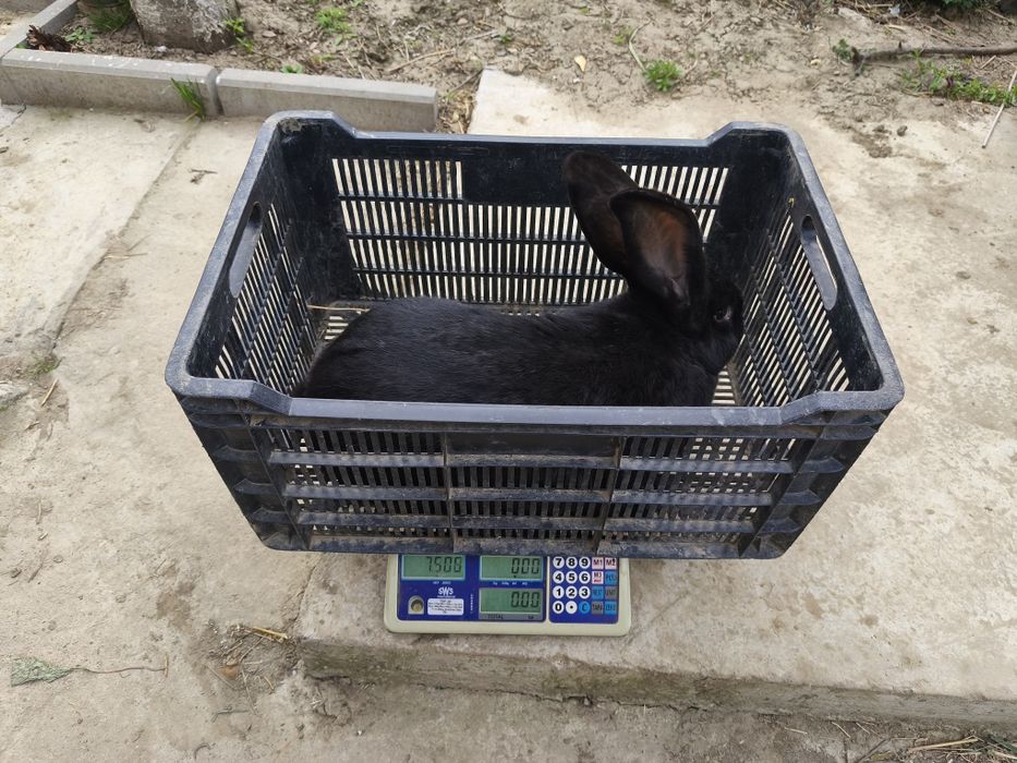 Căutăm căsuță nouă