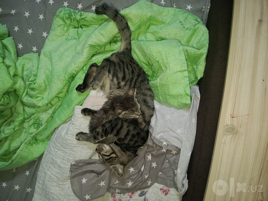Отдам котенка в хорошие руки