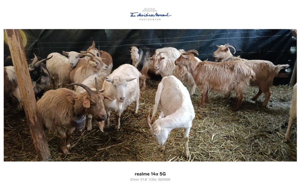 Vând capre gestante