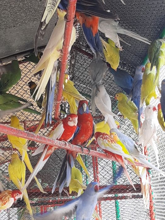 Papagali Micul Alexandar