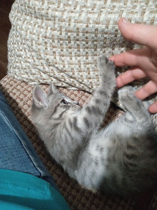 Отдам  котенка серого окраса