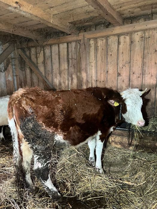 Vând junici si o vaca