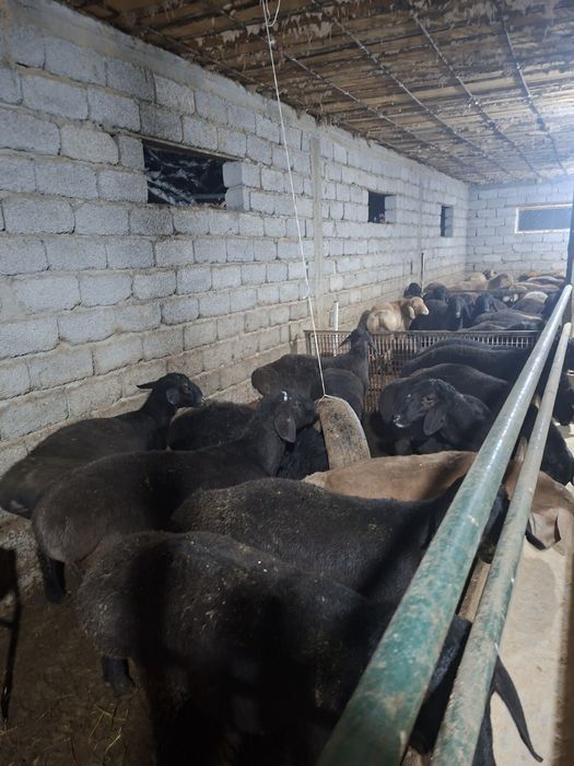 76 бас қошқар сатылады.баран.тоқты