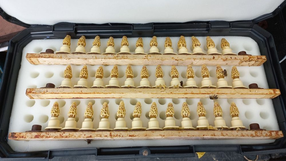 Vând Botci .matci virgine